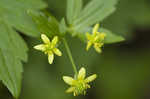 Blisterwort <BR>Hooked Buttercup